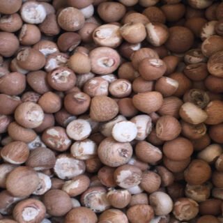 Betel Nuts