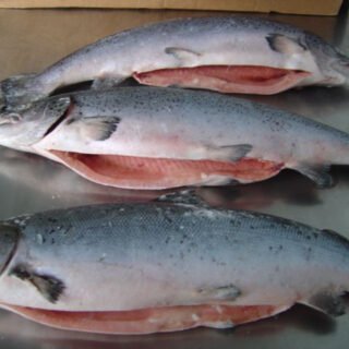 Frozen Salmon