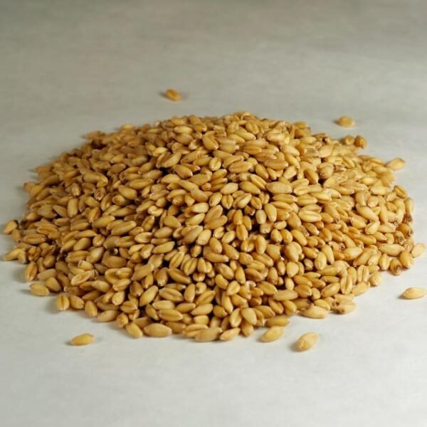 Barley Grain - Image 2