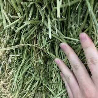 Alfalfa Hay