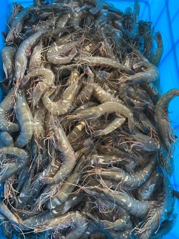 Fresh & Frozen Shrimp - Image 3