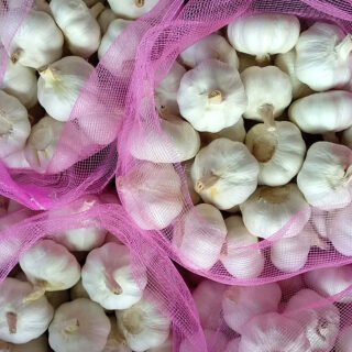 Garlic