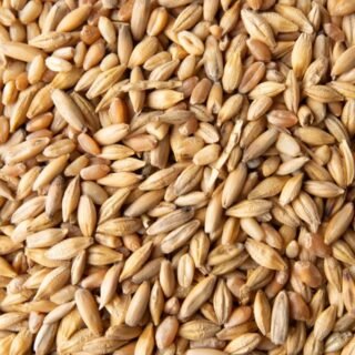 Barley Grain