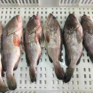 Grouper Fish