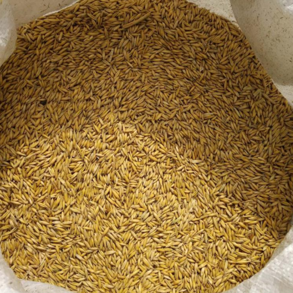 Oat - Image 2