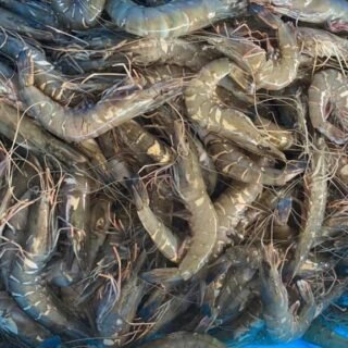 Fresh & Frozen Shrimp