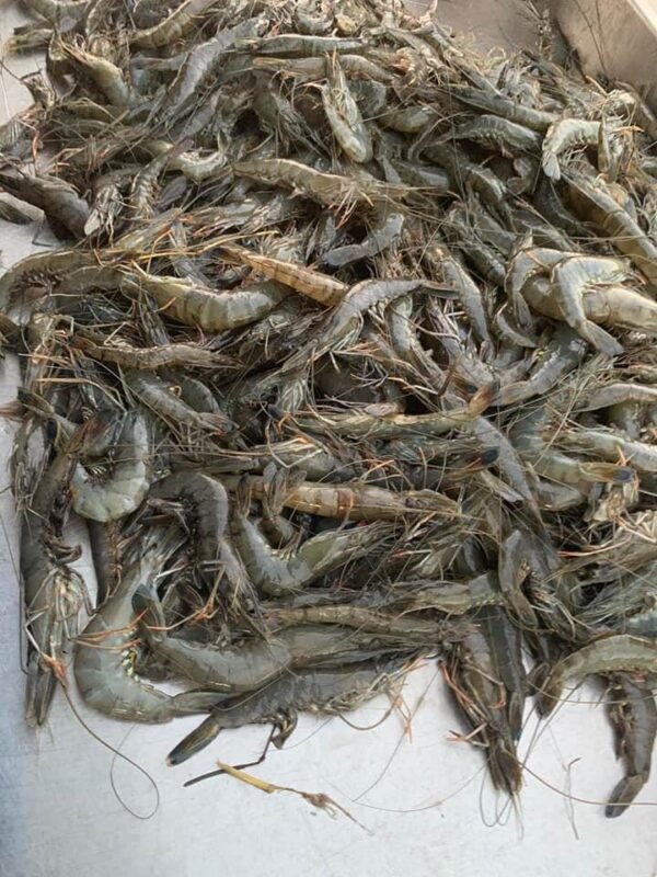 Fresh & Frozen Shrimp - Image 2