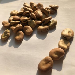 Fava Beans