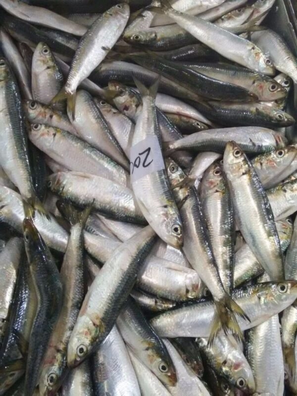 Frozen Sardine Fish