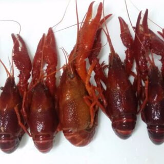 Crawfish