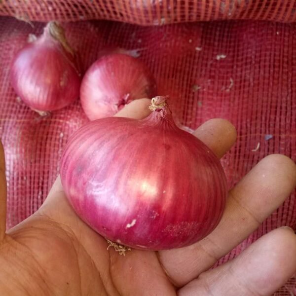 Onions - Image 2
