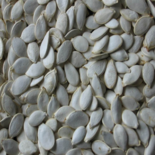Pumpkin Seed