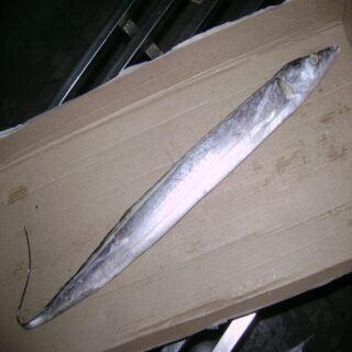 Ribbon Fish