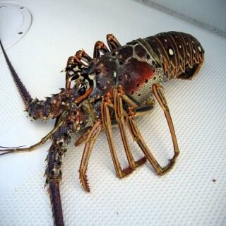 Live & Frozen Lobster