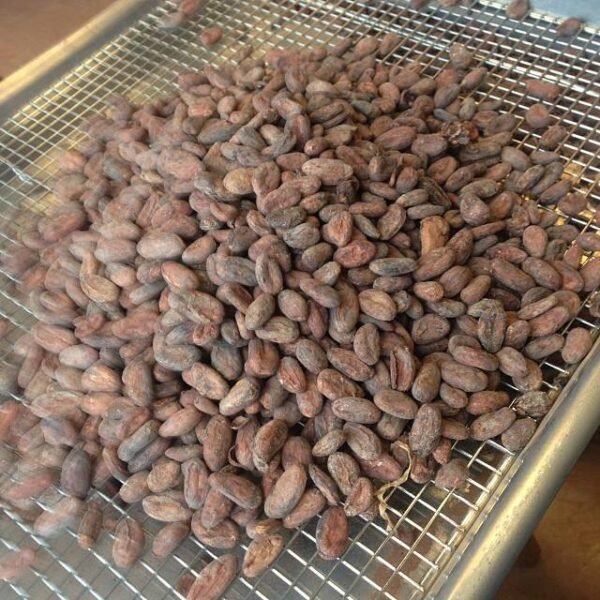 Cocoa Beans - Image 2