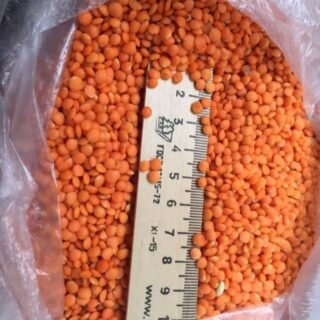 Lentil