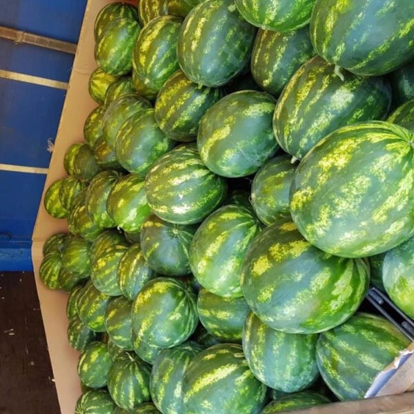 Fresh Watermelon - Image 2