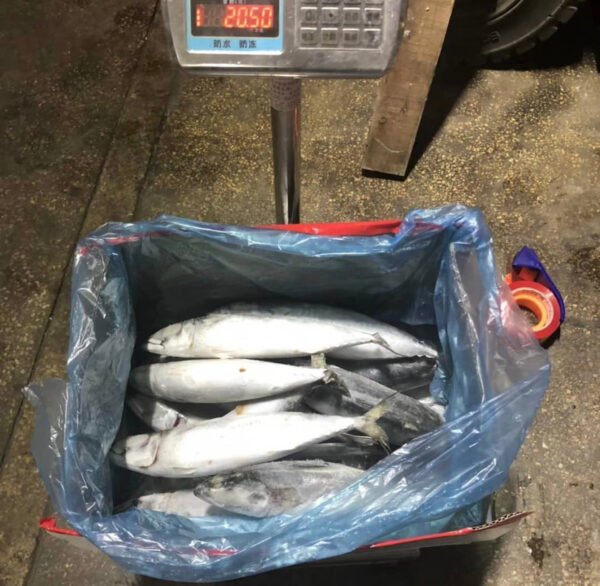 Frozen Salmon - Image 2