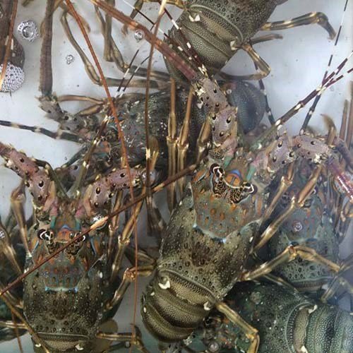 Live & Frozen Lobster - Image 2