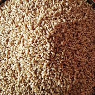 Wheat Grain