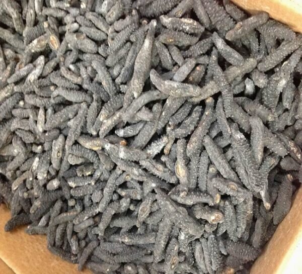 Dried Sea Cucumber - Image 2