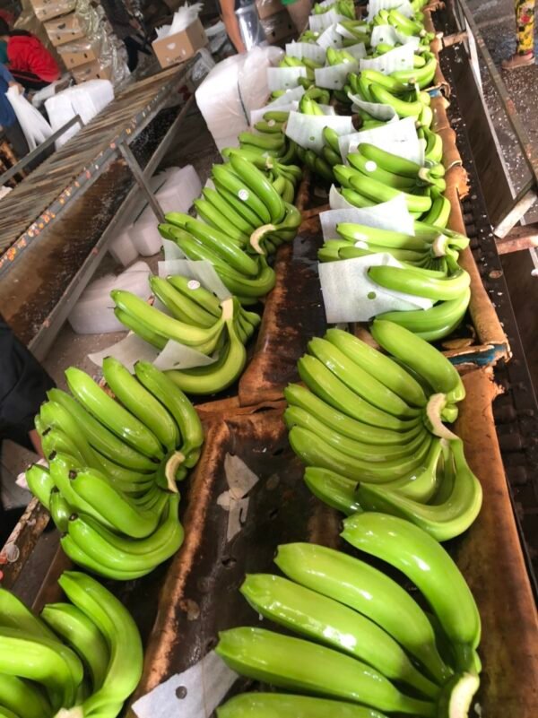 Green Cavendish Banana - Image 3