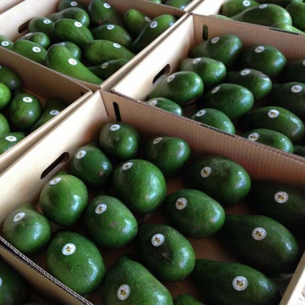 Fresh Avocado - Image 2