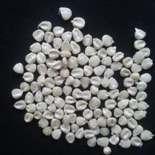 White & Yellow Maize