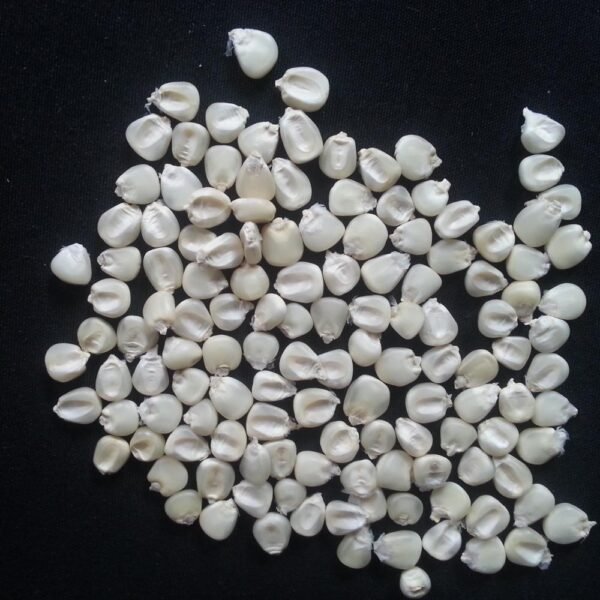 White & Yellow Maize