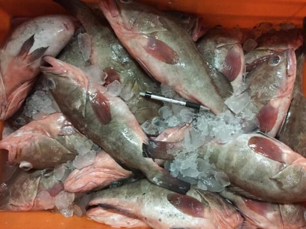 Grouper Fish - Image 4