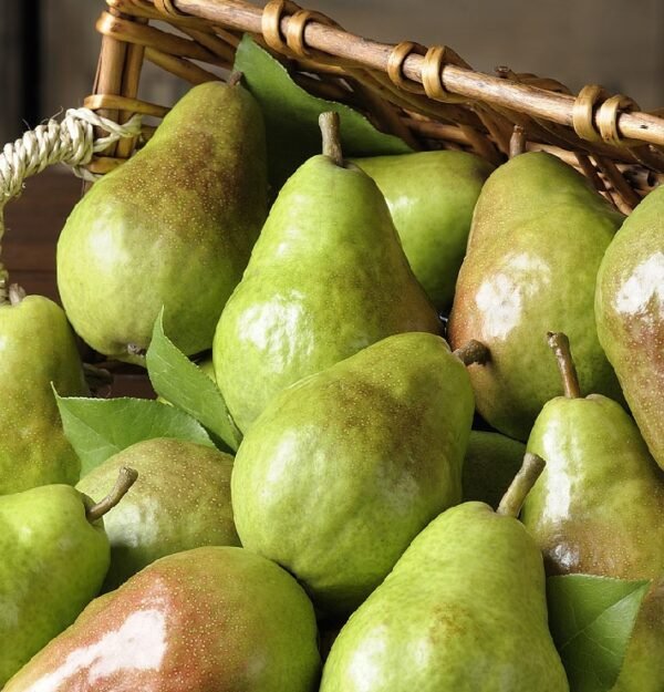 Fresh Pears - Image 2