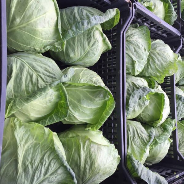 Fresh Cabbage - Image 2