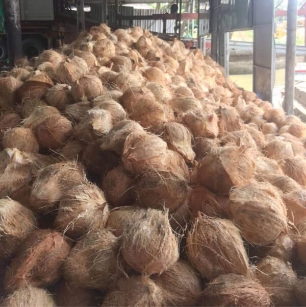 Semi & Full Husk Coconut - Image 3