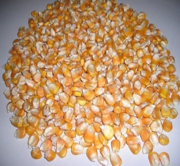 White & Yellow Maize - Image 2