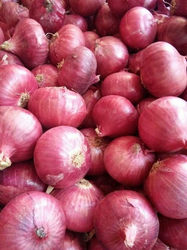 Onions - Image 3