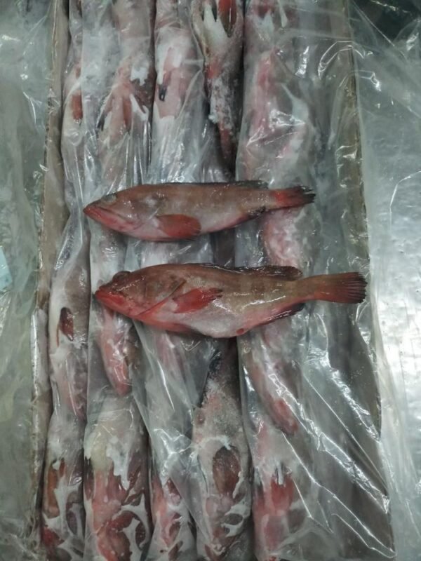 Grouper Fish - Image 2