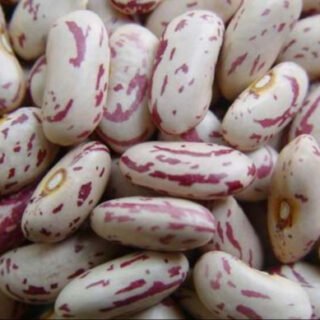 Sugar Beans